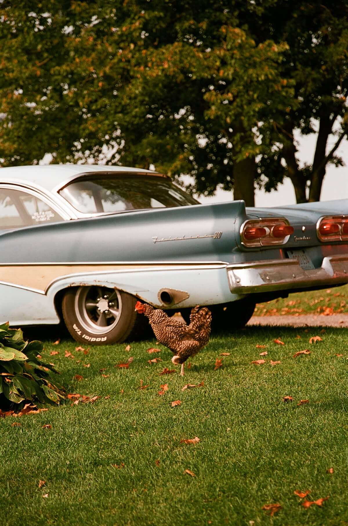 35mm Flic Film Aurora 800 film examples