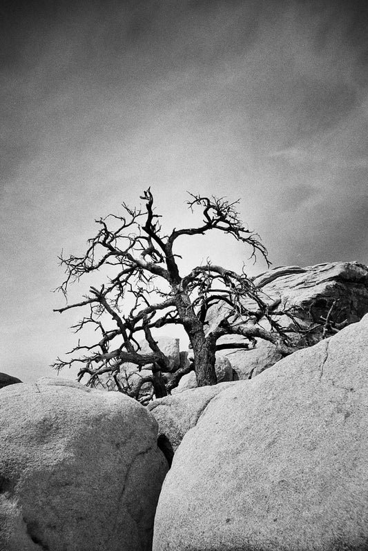 Ilford HP5 Plus 400 35mm Sample Image