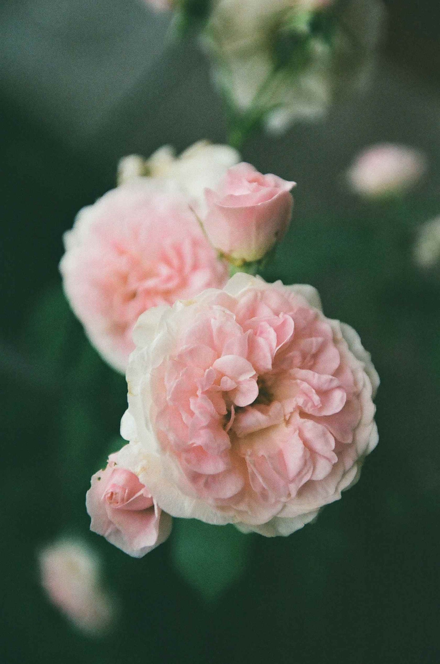 Close-up of pink flowers with soft petals, showcasing layers and delicate buds in a natural setting, shot on Kodak Eastman Gold 200