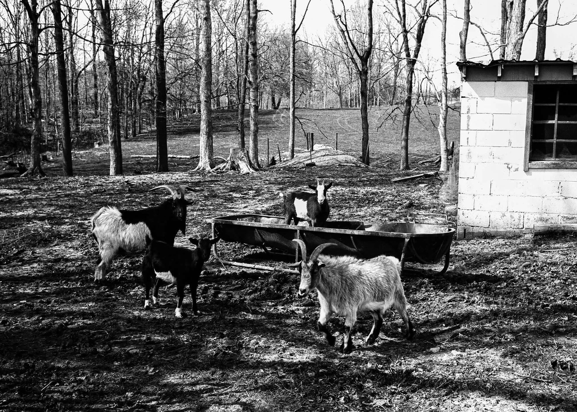 Ferrania P30 film sample photo