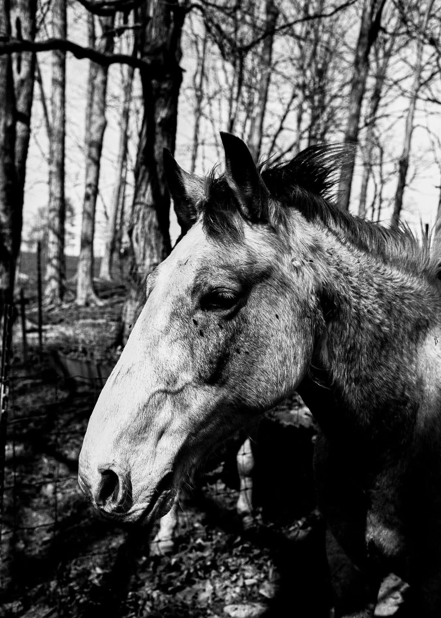 Ferrania P30 film sample photo