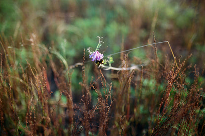 Close-up of a purple flower surrounded by brown grasses and a bumblebee, shot on Fujifilm 200.