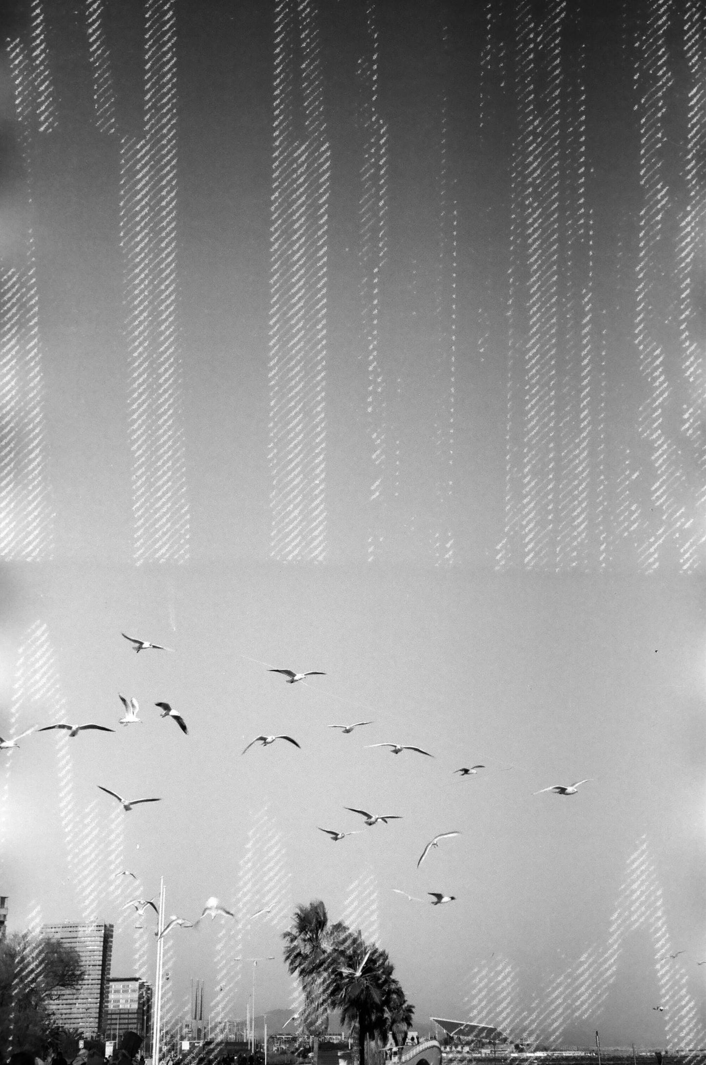 Dubblefilm Glitch 200 Black and White Negative Film (35mm, 36 exp) example featuring birds and vintage distortions.