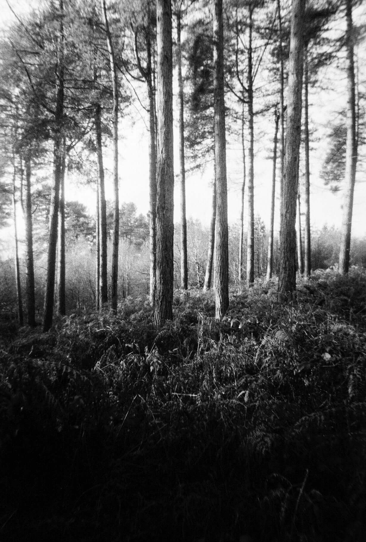 Harman EZ-35 Reusable 35mm Film Camera forest scene featuring tall trees and undergrowth, black-and-white photo with dramatic light