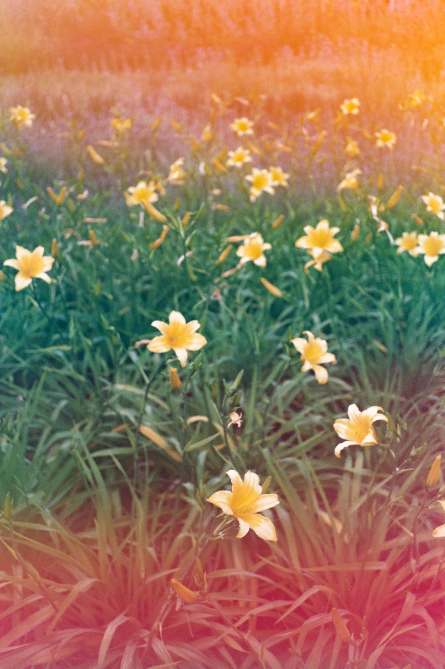 Dubblefilm Jelly 200 Color 35mm film with multicolored gradients, unique image quality