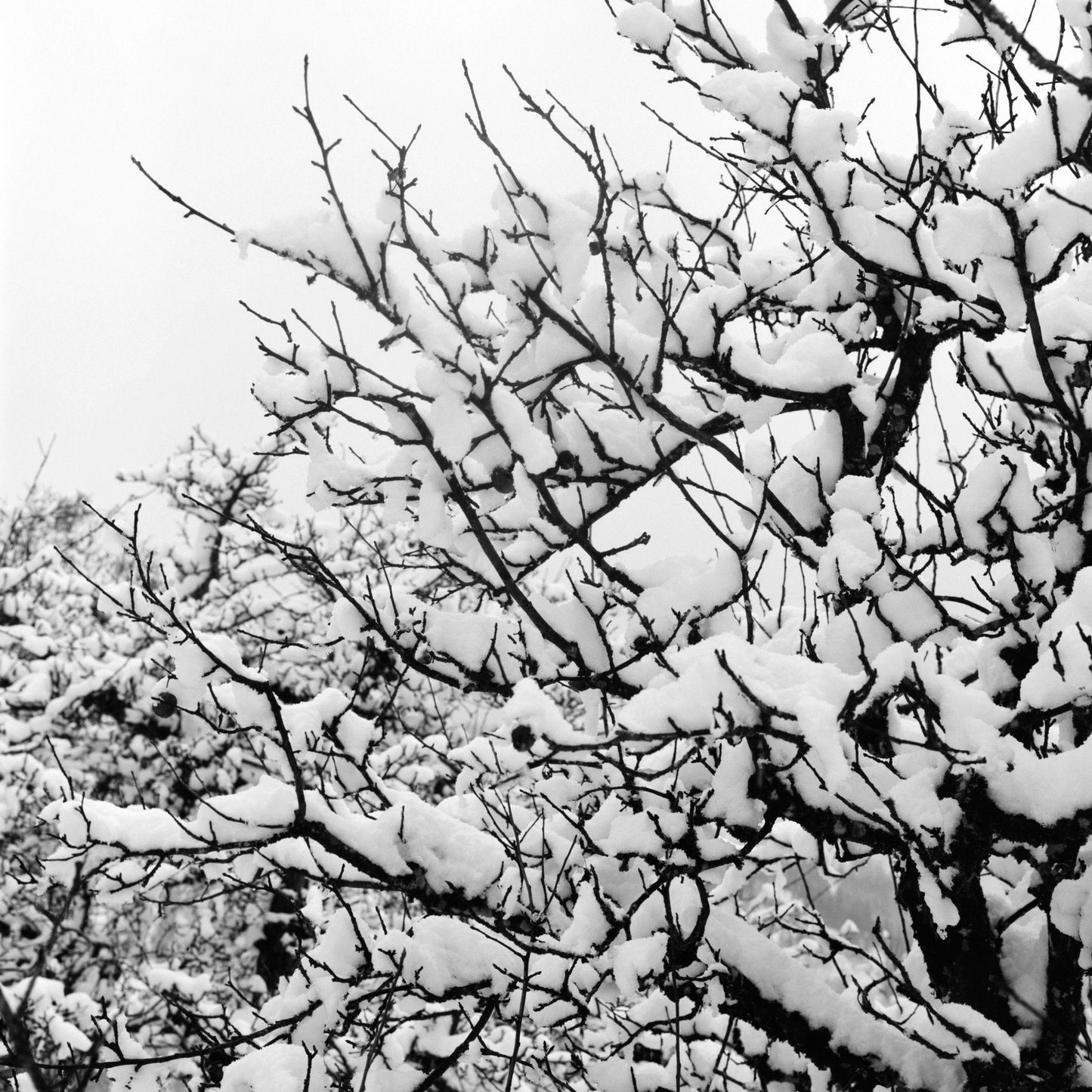 Snow-covered branches in black and white, showcasing a serene winter landscape.