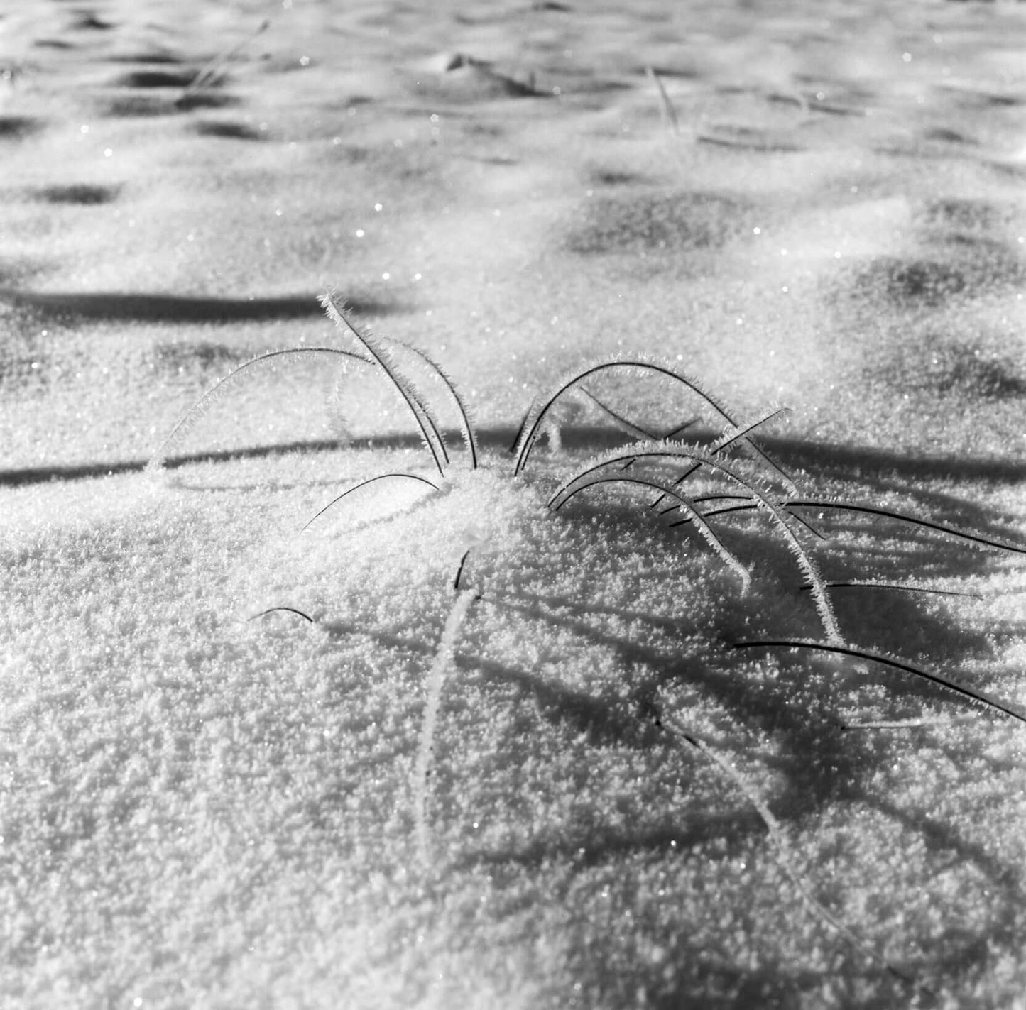Close-up of grass blades peeking through snow in black and white. Intricate details captured with fine sharpness.