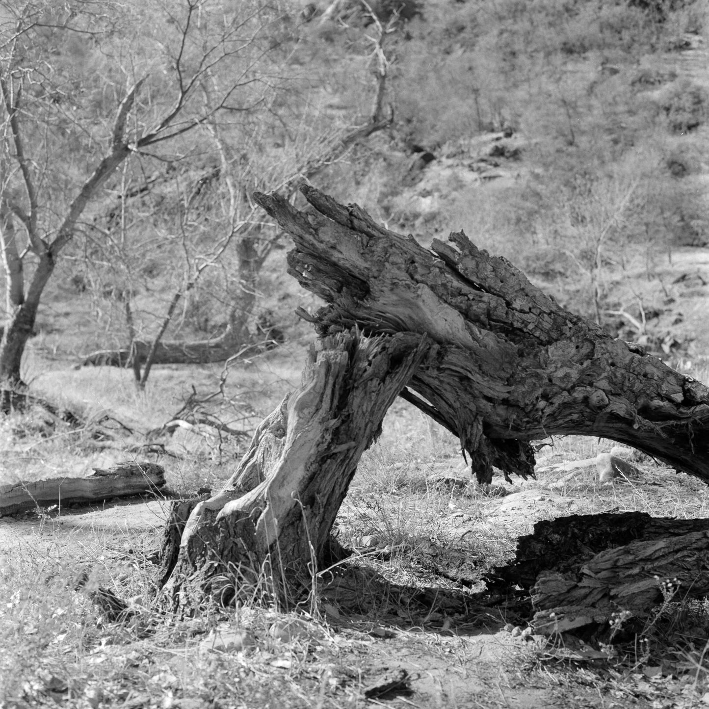 Kodak Tri-X 400 Black and White Negative Film (120 Roll Film, 5-Pack) photograph of a gnarled tree stump in monochrome.