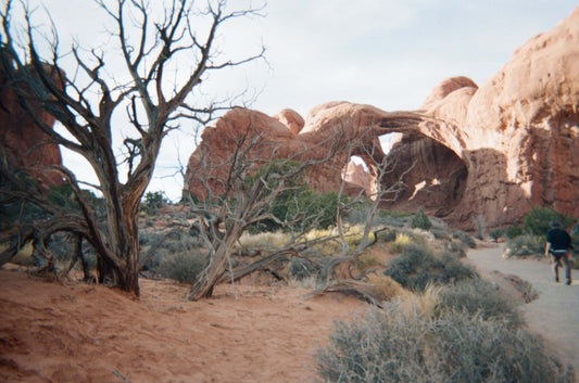 Scenic view of desert landscape featuring arches and barren trees, captured with Kodak Sport Waterproof Disposable Camera ISO 800 (27 Exposures).