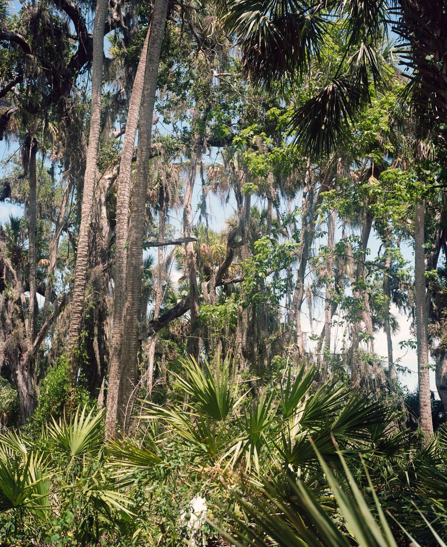Lush tropical forest with tall palm trees and dense greenery, showcasing vibrant natural foliage.