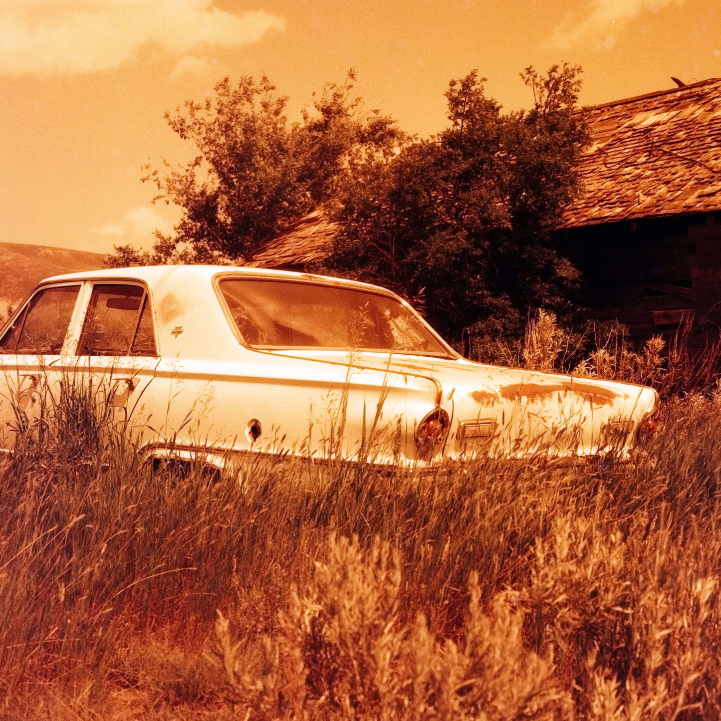 Harman Red 125 color negative film photo of a classic car surrounded by tall grass and trees.