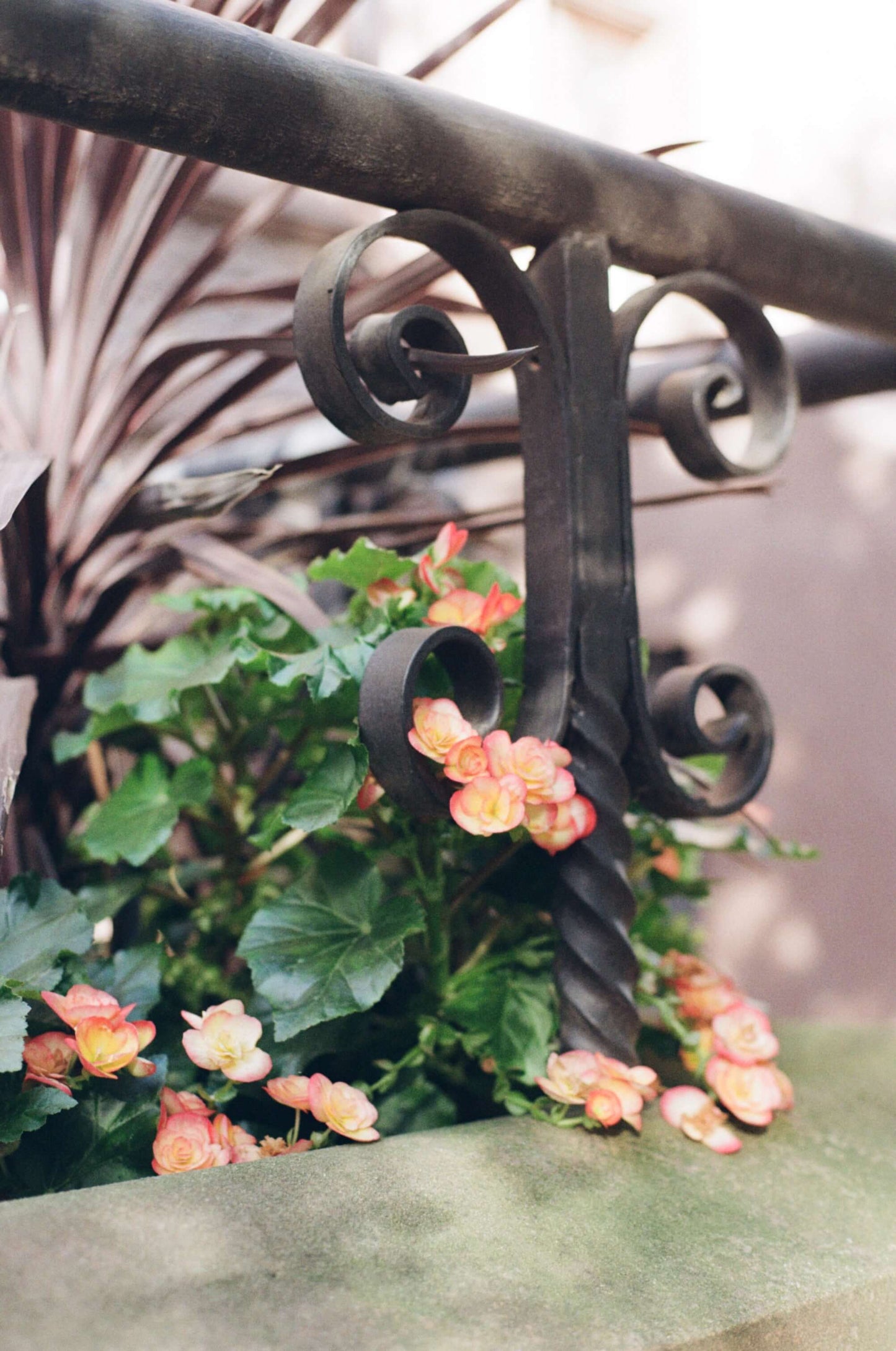 Beautiful flowers and iron railing, captured with Kodak Kodacolor 200 Color Negative Film (35mm, 36 Exposures).