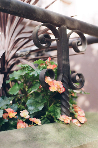 Beautiful flowers and iron railing, captured with Kodak Kodacolor 200 Color Negative Film (35mm, 36 Exposures).