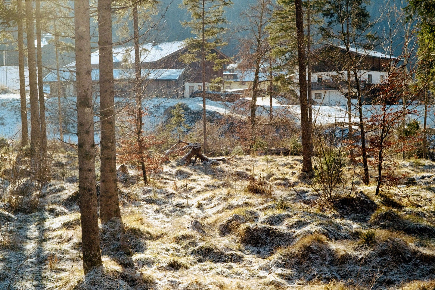 Scenic winter landscape with snowy grass, trees, and rustic buildings in the background, shot on Kodak Eastman UltraMax 400