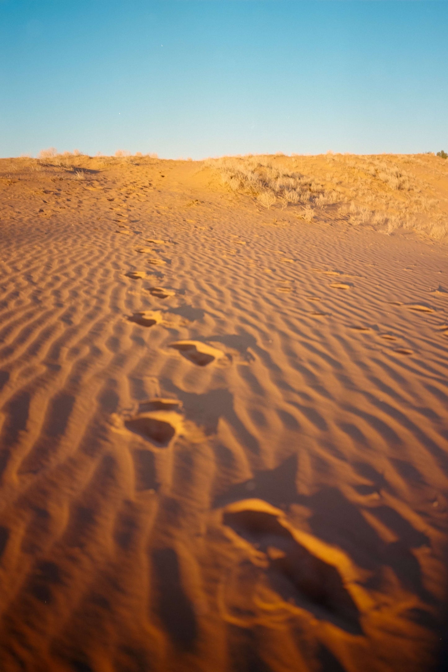 Footprints in the golden sand of a desert landscape under a clear blue sky.