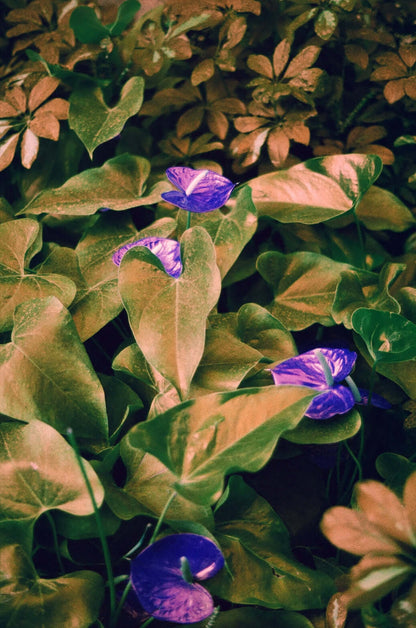 Harman Switch Azure 125 color negative film showcasing vibrant flowers and lush foliage.