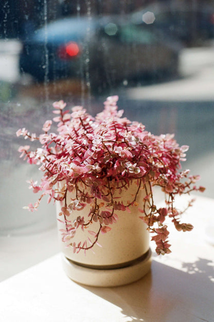 A pink flowering plant in a pot on a windowsill, captured on Kodak Kodacolor 100 Color Negative Film (35mm, 36 Exposures).
