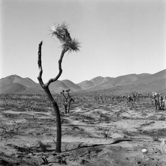 Scenic landscape with a lone tree and mountains, captured on Ilford Ortho Plus 80.