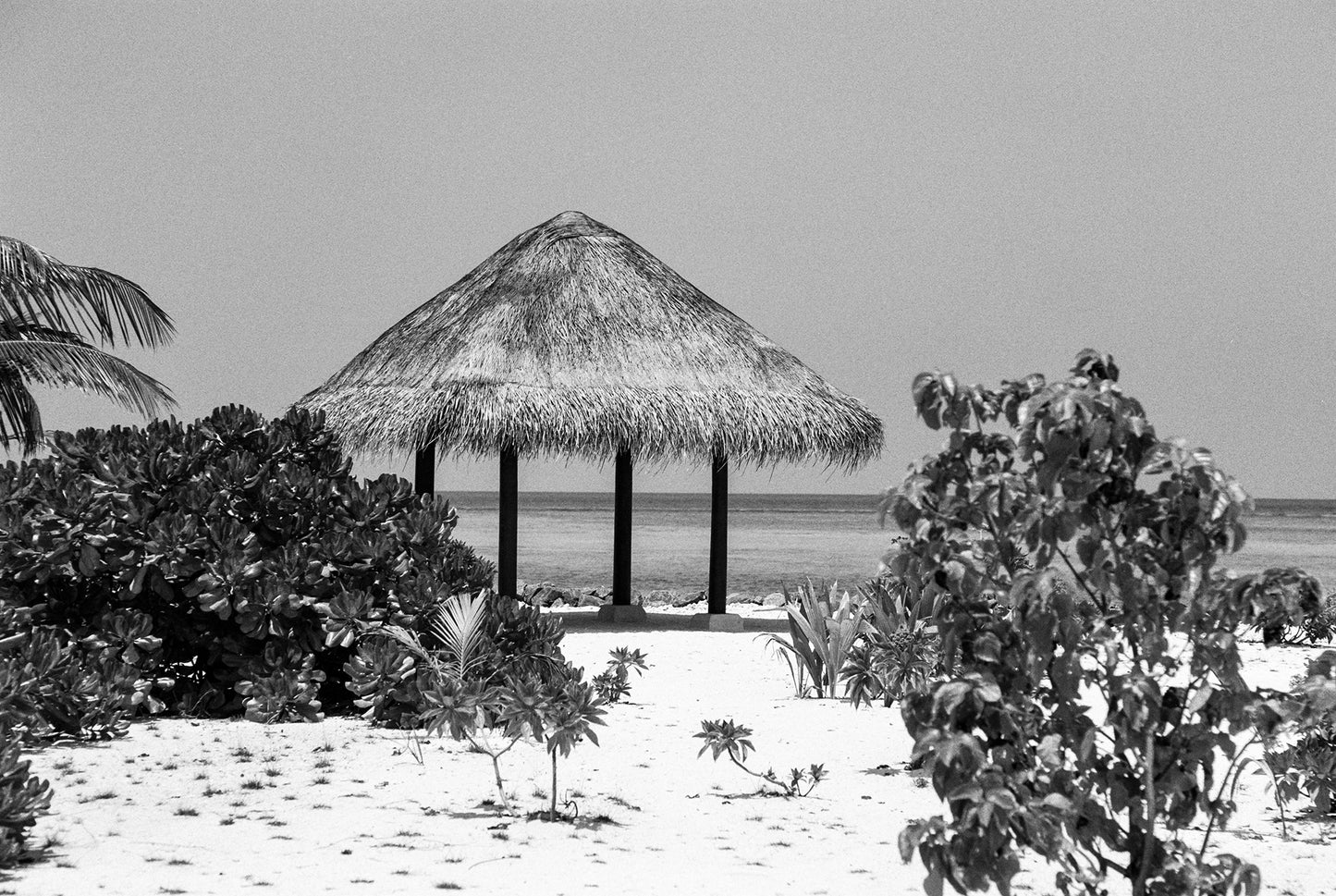 Ilford Pan F Plus 35mm film example image