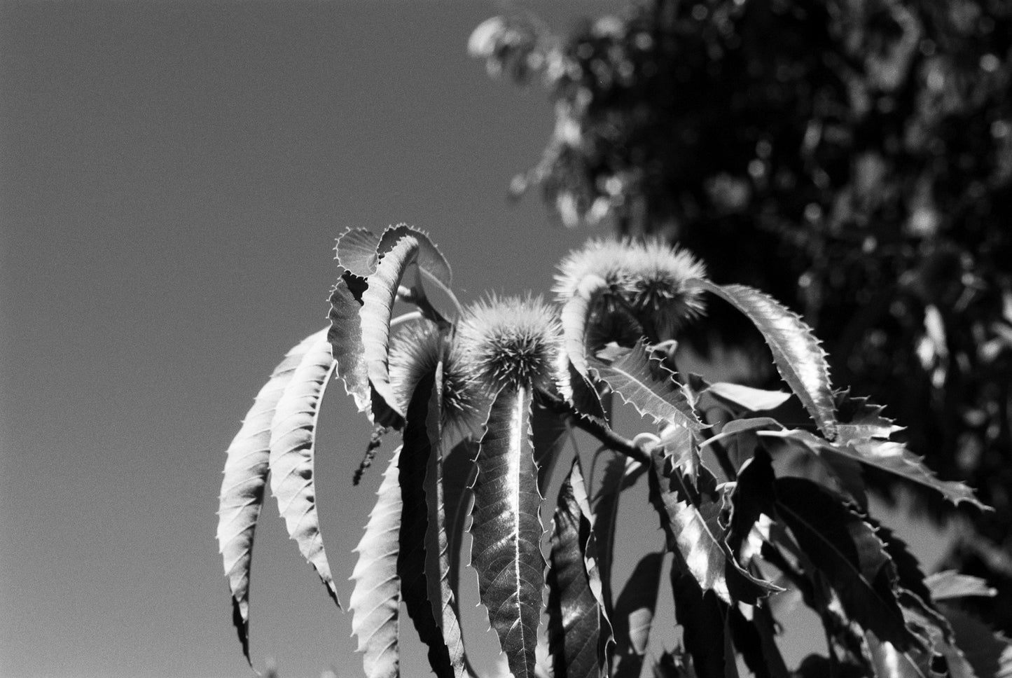 Ilford Pan F Plus 35mm film example image