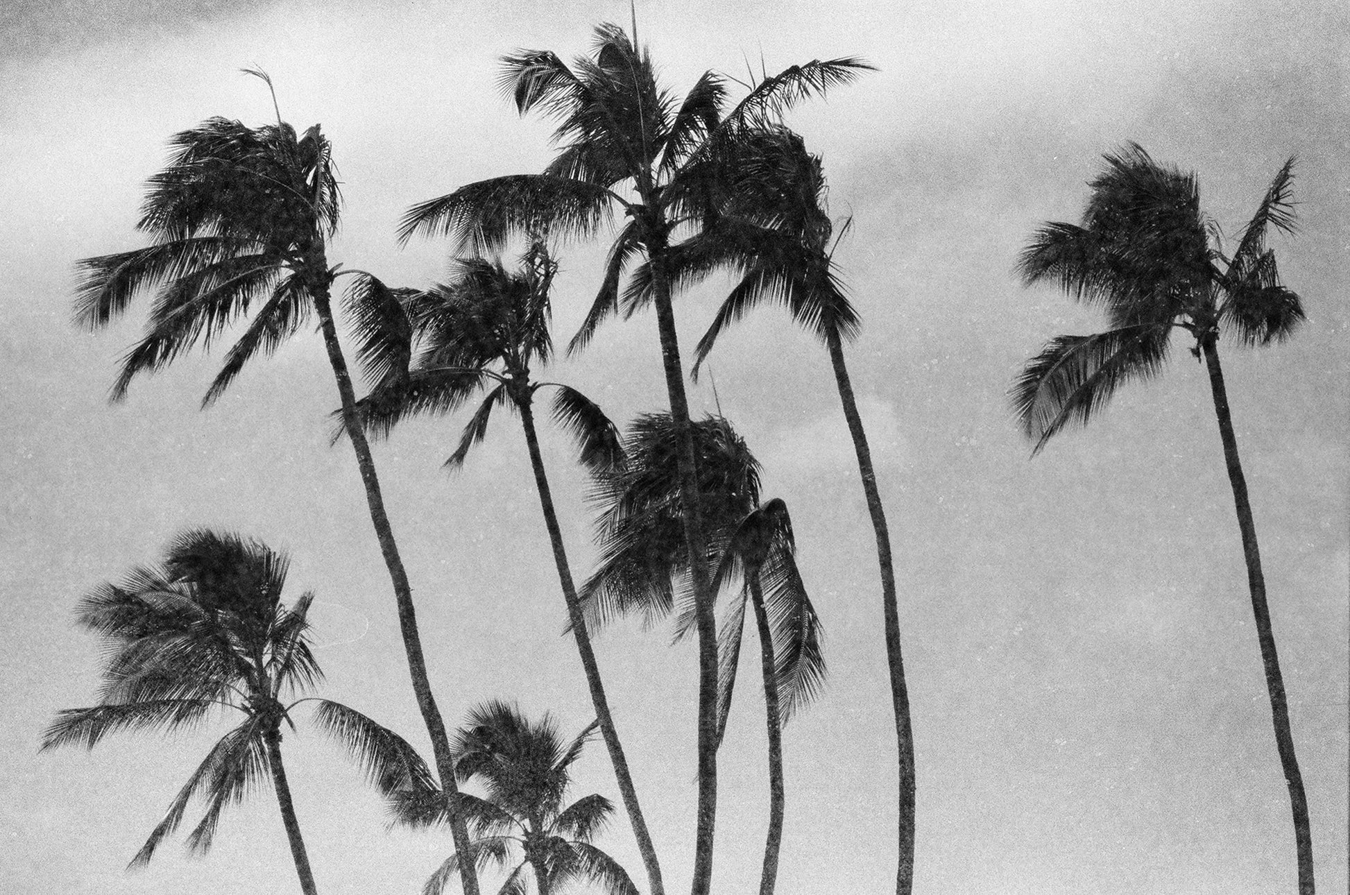 Revolog Paper 35mm film sample image