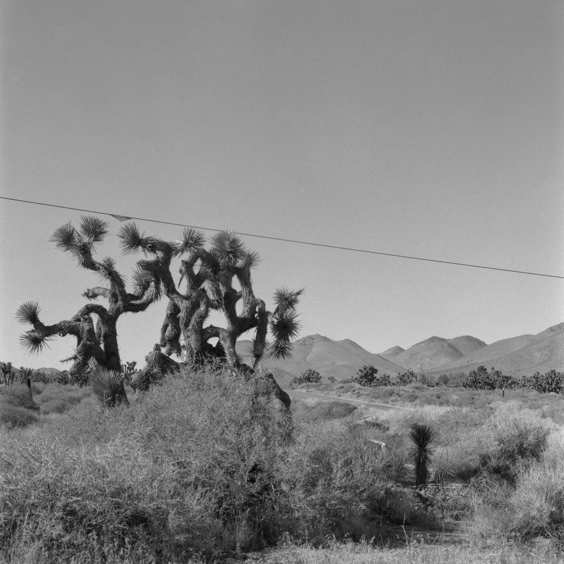 Ilford SFX 200 Black and White Negative Film (35mm Roll, 36 Exposures) image of desert landscape with unique Joshua trees.
