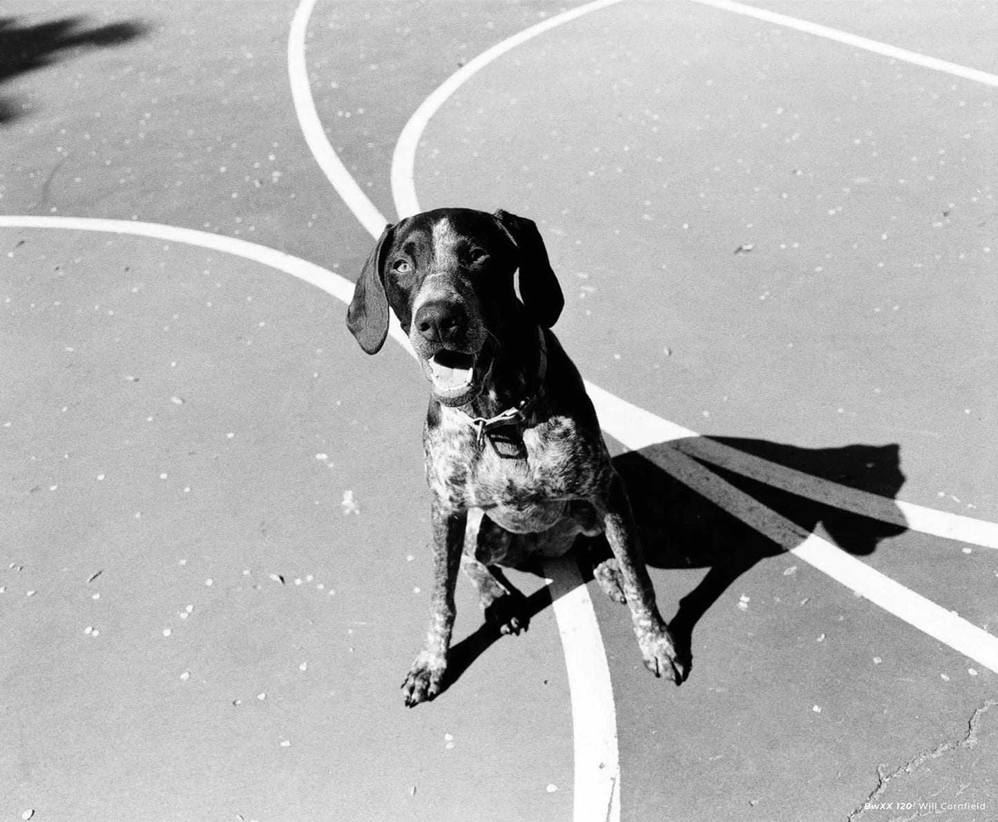 CineStill BwXX 120 film sample image