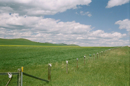 Flic Film Fusion 200 vibrant color film photo of lush green fields under a blue sky with fluffy clouds, featuring a fence with colorful markers in a rural landscape.