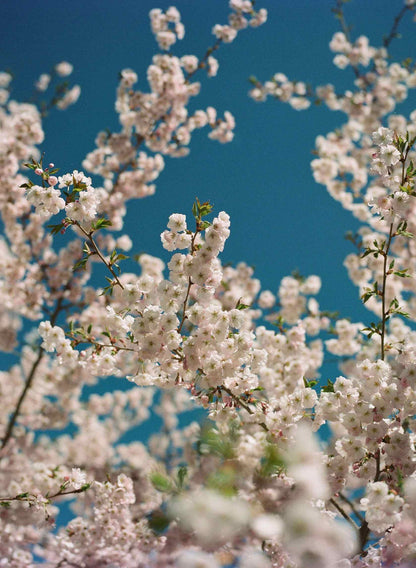 Beautiful blossoms against a clear blue sky, showcasing delicate pink flowers in full bloom.
