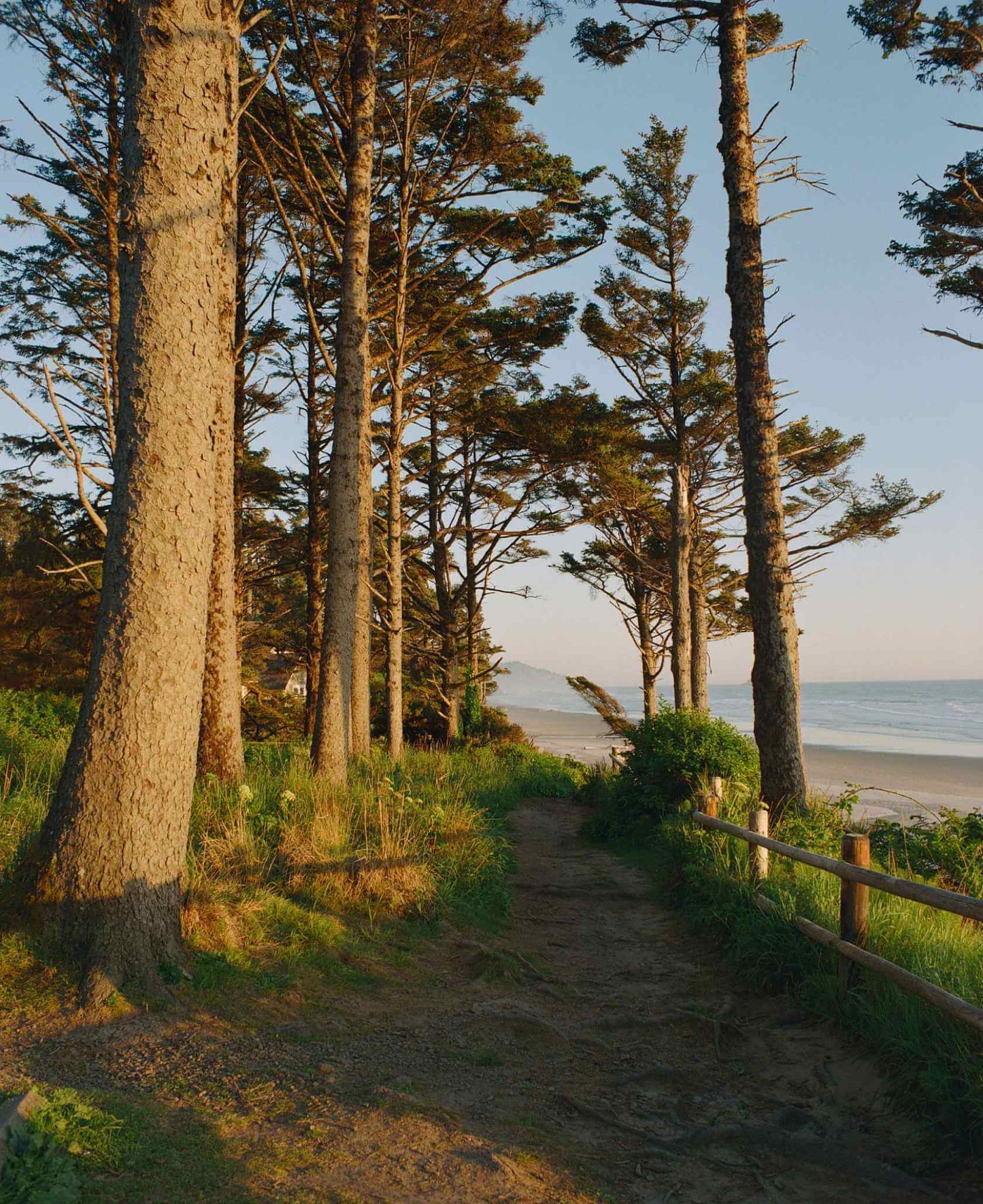 Scenic pathway lined with trees leading to a beach during golden hour.