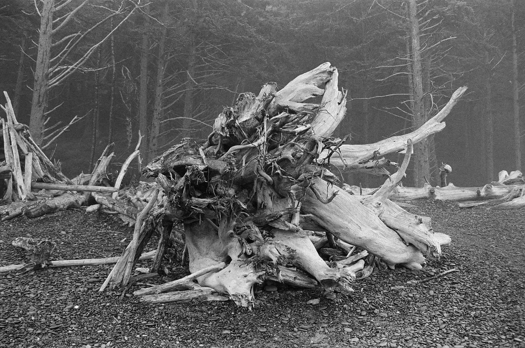 Black and white image of driftwood and trees, showcasing Kodak Ektapan 400 Black & White Negative Film (35mm, 36 Exposures).