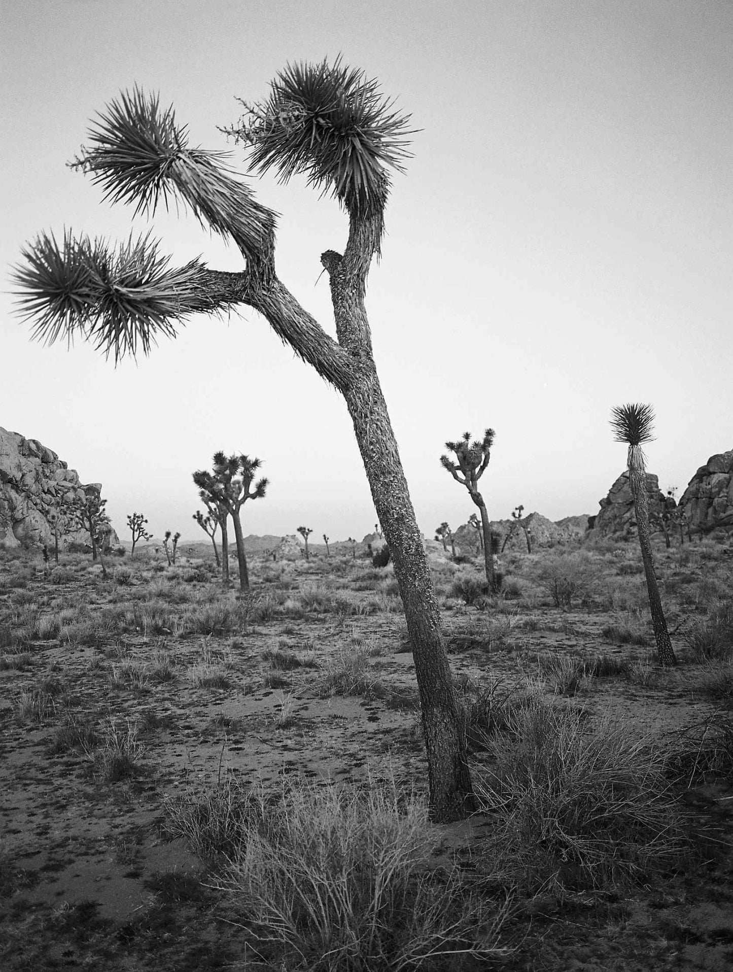 Black and white image of Joshua trees in a desert landscape, showcasing the unique shapes and textures.