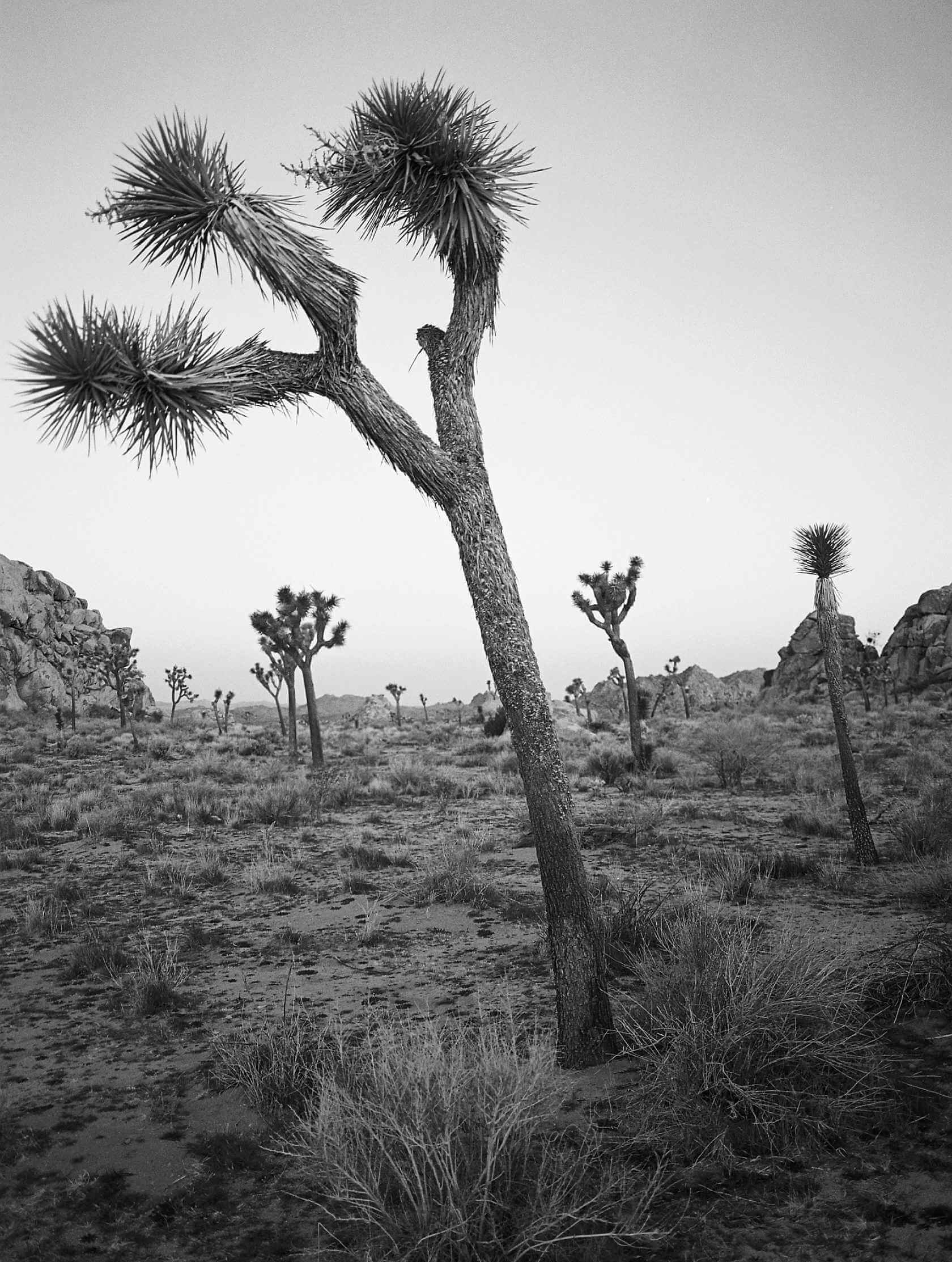 Black and white image of Joshua trees in a desert landscape, showcasing the unique shapes and textures.