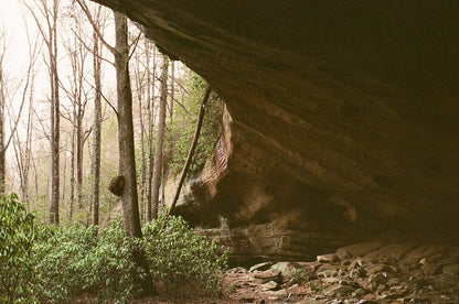 A scenic view of a forest with tall trees and a rocky overhang, capturing the tranquility of nature. shot on Kodak Eastman UltraMax 400.