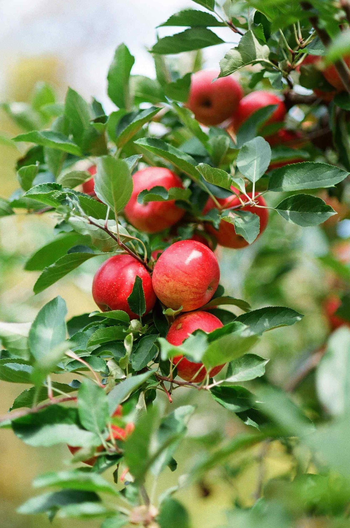Fresh red apples growing on a branch amidst green leaves in an orchard, shot on Kodak Eastman UltraMax 400